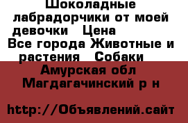 Шоколадные лабрадорчики от моей девочки › Цена ­ 25 000 - Все города Животные и растения » Собаки   . Амурская обл.,Магдагачинский р-н